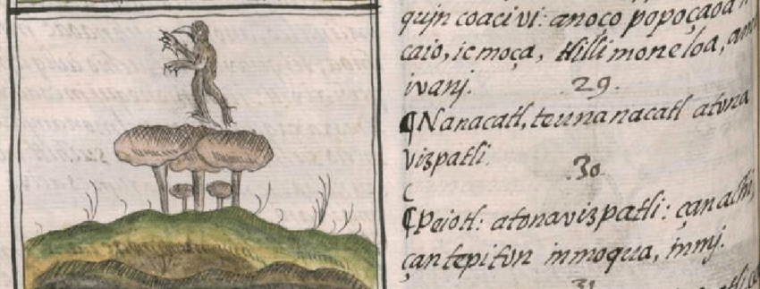 Ilustración del Códice Florentino con hongos y texto en náhuatl sobre teonanácatl