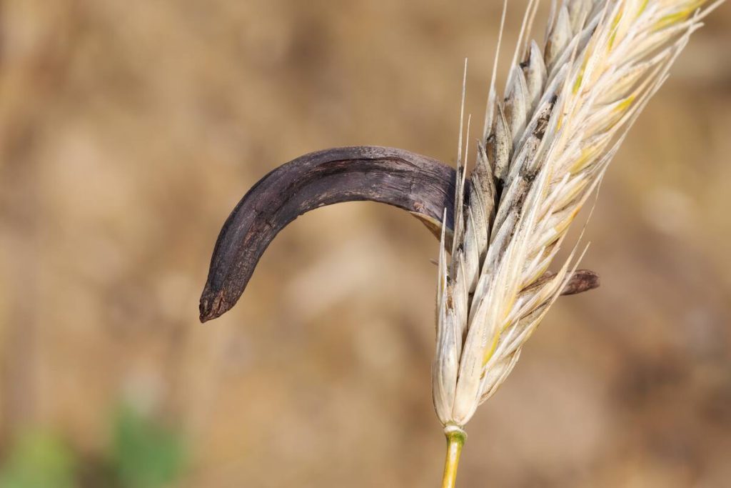 Cornezuelo del centeno (Claviceps purpurea) creciendo en una espiga de cereal